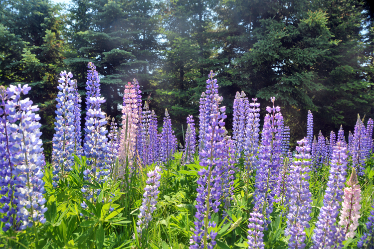 lupine